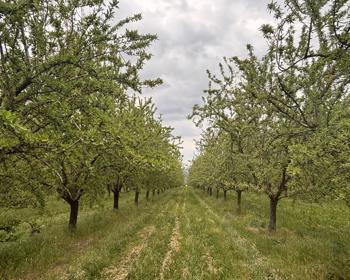 Festas das Amendoeiras em Flor impulsionam geminação entre Castro Marim, Alleins e Tejeda e são mote para criação de rede europeia da amêndoa